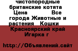 чистопородные британские котята › Цена ­ 10 000 - Все города Животные и растения » Кошки   . Красноярский край,Игарка г.